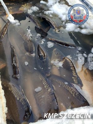 Szczecińscy wodniacy sprawdzali w jakich warunkach prowadzony jest handel żywymi rybami