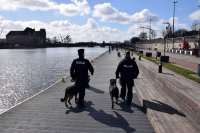 zdjęcie kolorowe na którym widać dwóch policjantów w mundurach z psami służbowymi którzy patrolują teren przywodny
