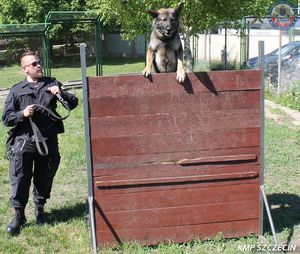 Pies „ Karzeł” i jego przewodnik zatrzymali poszukiwanego