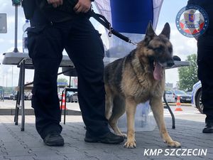 #RoweroweLOVE z udziałem z szczecińskich policjantów