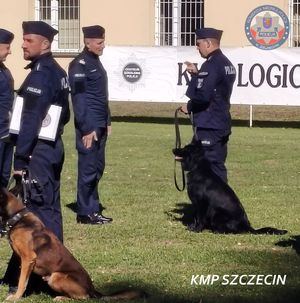 Niezawodny nos i stalowe nerwy! Szczeciński duet policyjny – mł. asp. Michał Szczesiak i pies TAG – najlepsi w Polsce!